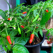 Guam Boonies Pepper Seeds