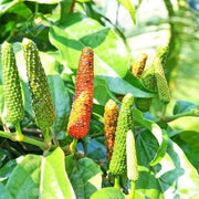 Longum Pepper Seeds