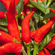 Mirasol Pepper Seeds