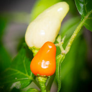Nipple Pepper Seeds