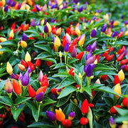 Ornamental Pepper Seeds