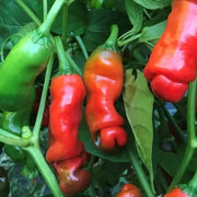 Peter Pepper Seeds
