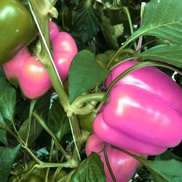 Pink Pepper Seeds