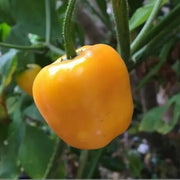 Rocoto Yellow Pepper Seeds