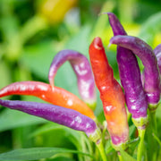 Sangria Pepper Seeds