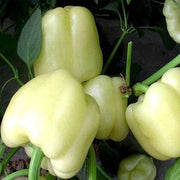 Spicy Pepper Seeds