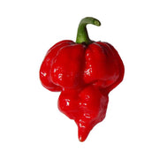 Trinidad Pepper Seeds
