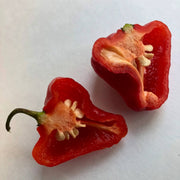 Aji Cubano Dulce Cachucha Pepper Seeds
