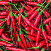 Thai Sun Pepper Seeds