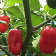 Zavory Pepper Seeds