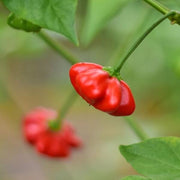 Aji Brazilian Starfish Pepper Seeds