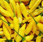 Aji Lemon Drop Pepper Seeds