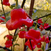 Aka Chapeau Pepper Seeds