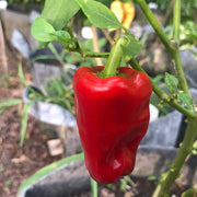 Aleppo Pepper Seeds