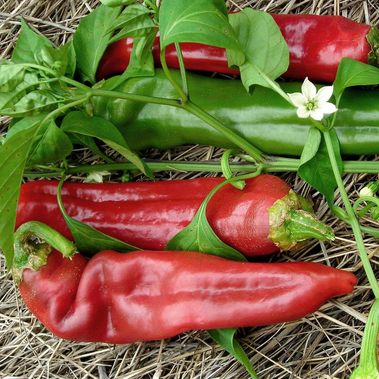 Big Jim Pepper Seeds