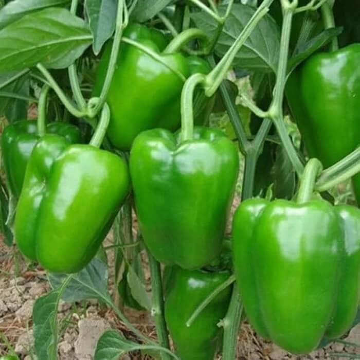 Capsicum Pepper Seeds