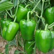 Capsicum Pepper Seeds