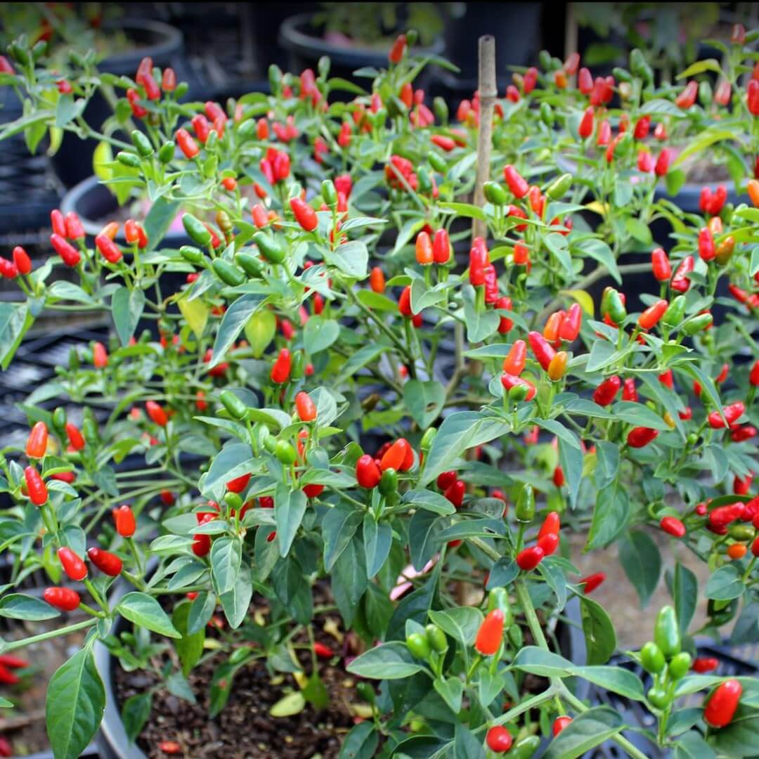 Chile Pequin Pepper Seeds