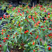 Chile Pequin Pepper Seeds