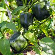 Chilhuacle Pepper Seeds