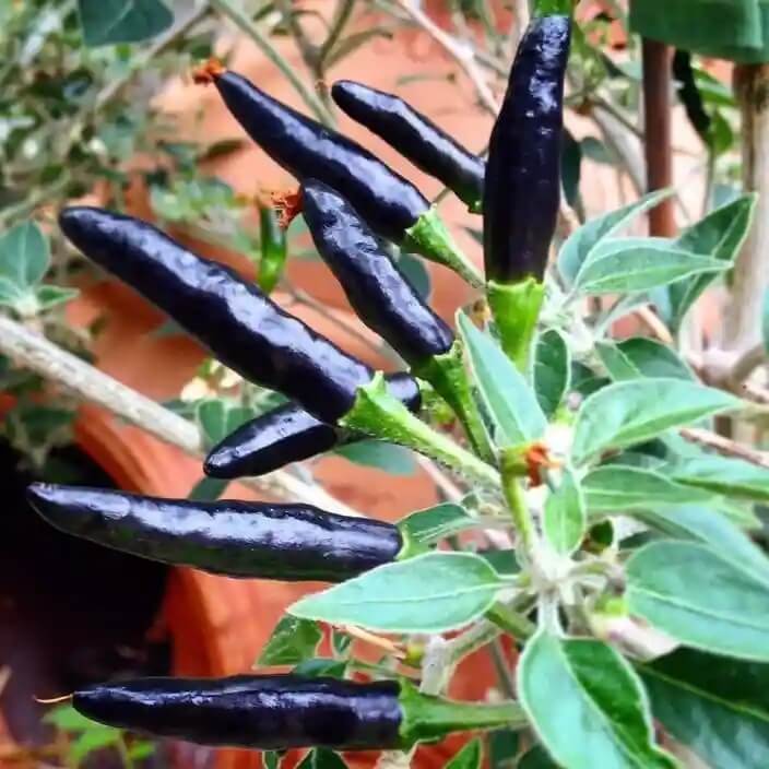 Cobra Pepper Seeds