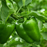 Green Plaza Pepper Seeds