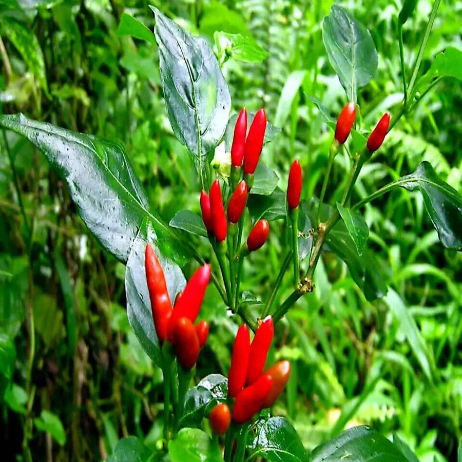Guam Boonies Pepper Seeds