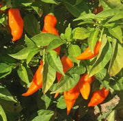 Habanada Pepper Seeds