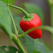 Leutschauer Pepper Seeds