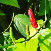 Longum Pepper Seeds