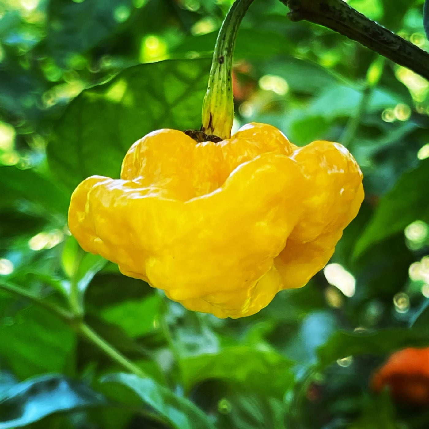 MOA Yellow Scotch Bonnet Pepper Seeds