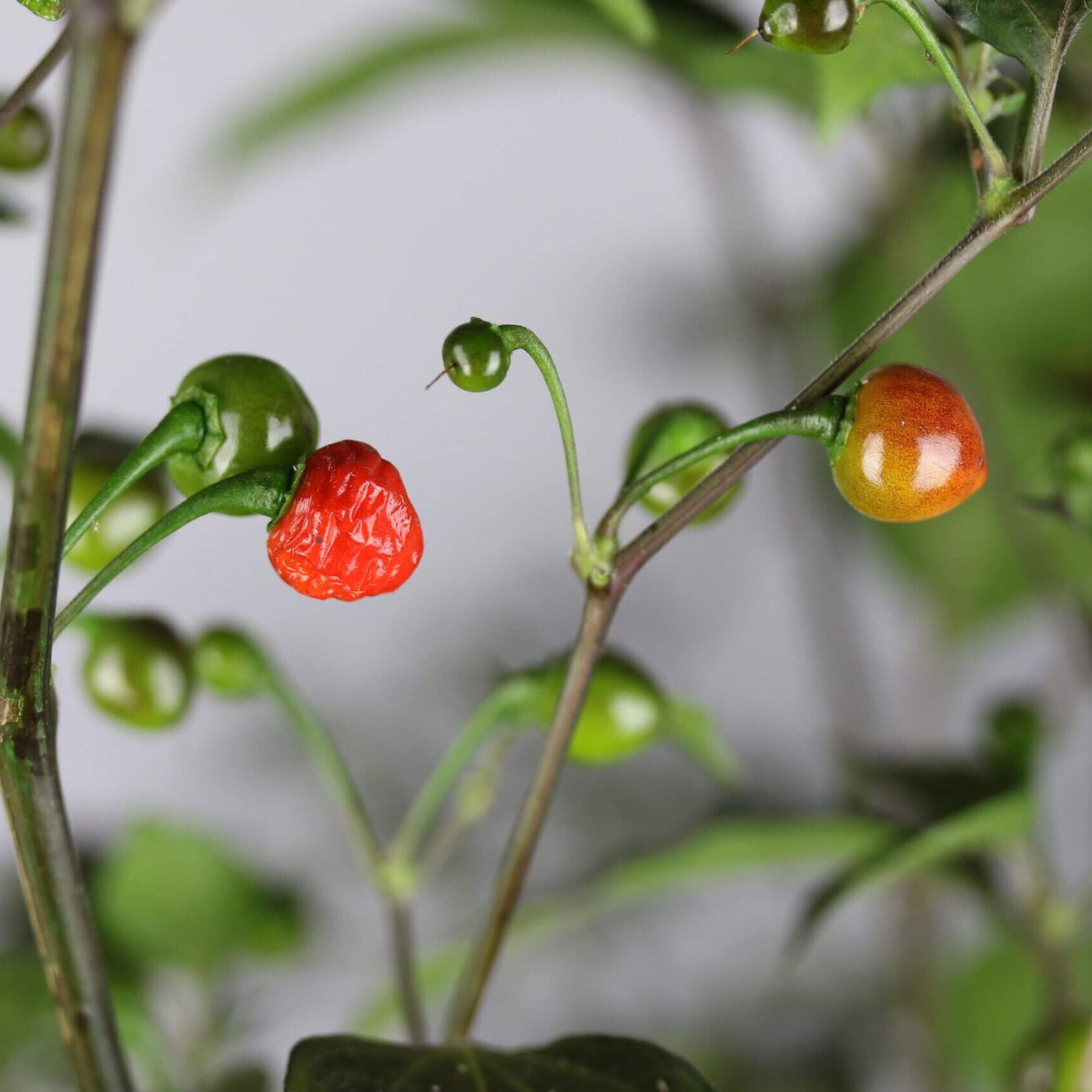 Mata Frade Pepper Seeds