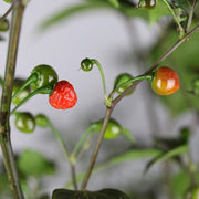 Mata Frade Pepper Seeds
