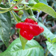 Mushroom Cap Pepper Seeds