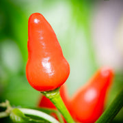 Nipple Pepper Seeds