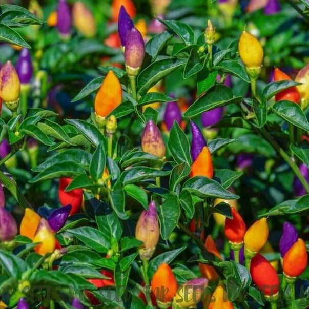 Ornamental Pepper Seeds