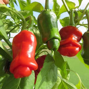 Peter Pepper Seeds