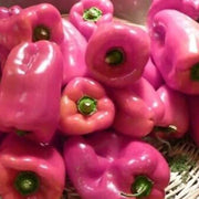 Pink Pepper Seeds
