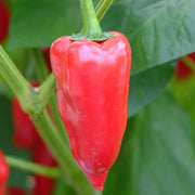 Piquillo Pepper Seeds