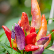 Sangria Pepper Seeds