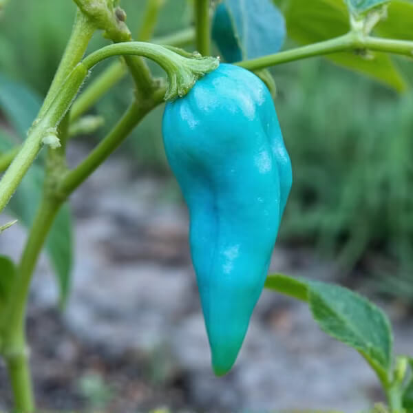 Sky Blue Pepper Seeds