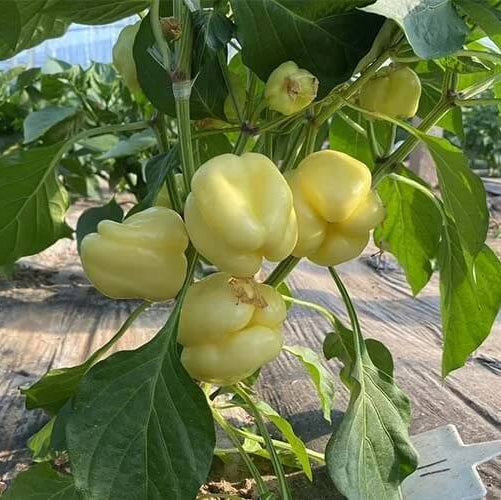 Spicy Pepper Seeds