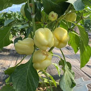 Spicy Pepper Seeds