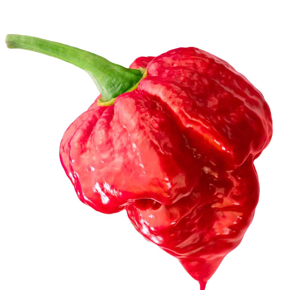 Trinidad Pepper Seeds