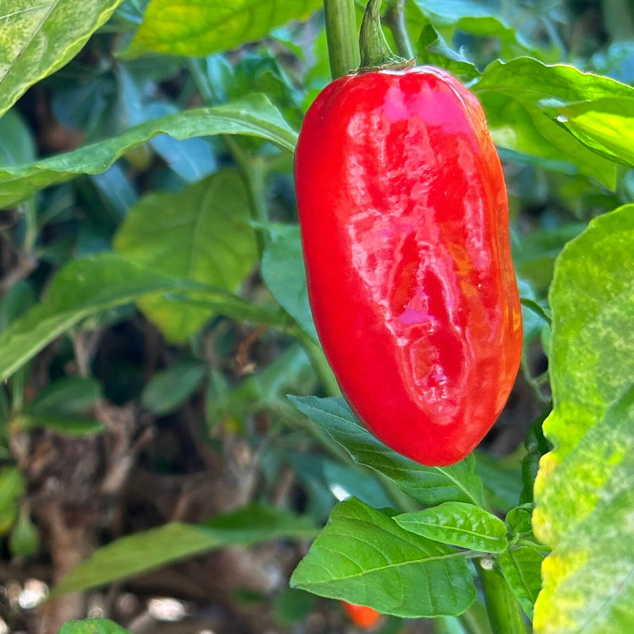 Zavory Pepper Seeds