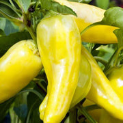 Sweet Banana Pepper Seeds