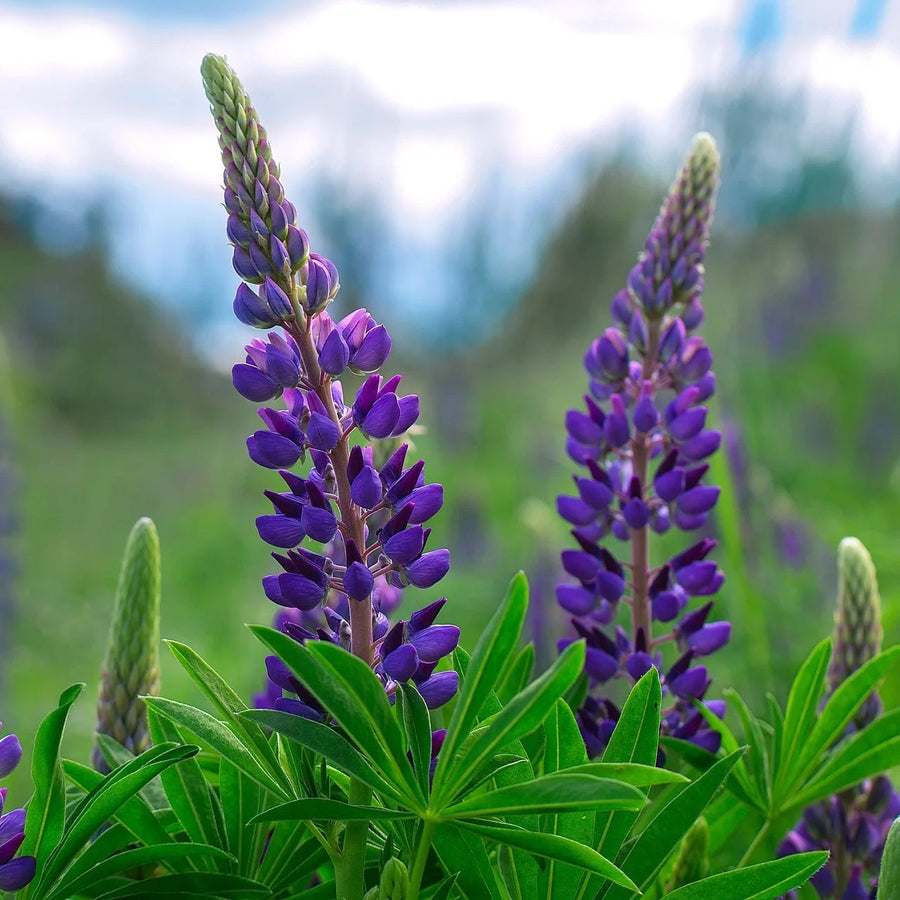 Wildflower Purple Lupine Seeds