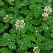 Perennial Clover Lawn Mix Seeds