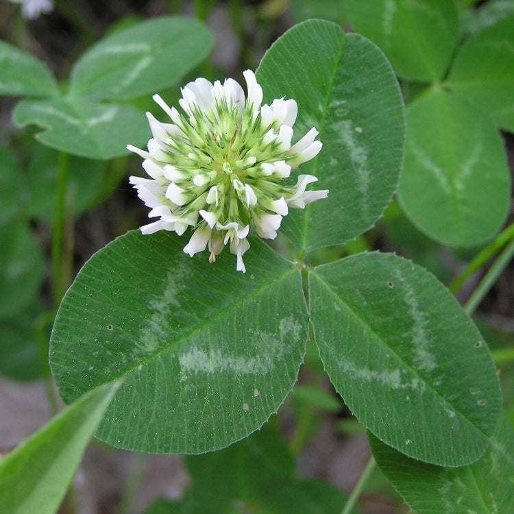 Perennial Clover Lawn Mix Seeds