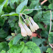 Perennial Comfrey Seeds - Herbal Plant